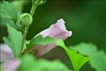 木芙蓉
