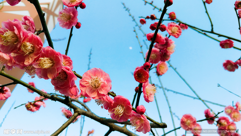 梅花
