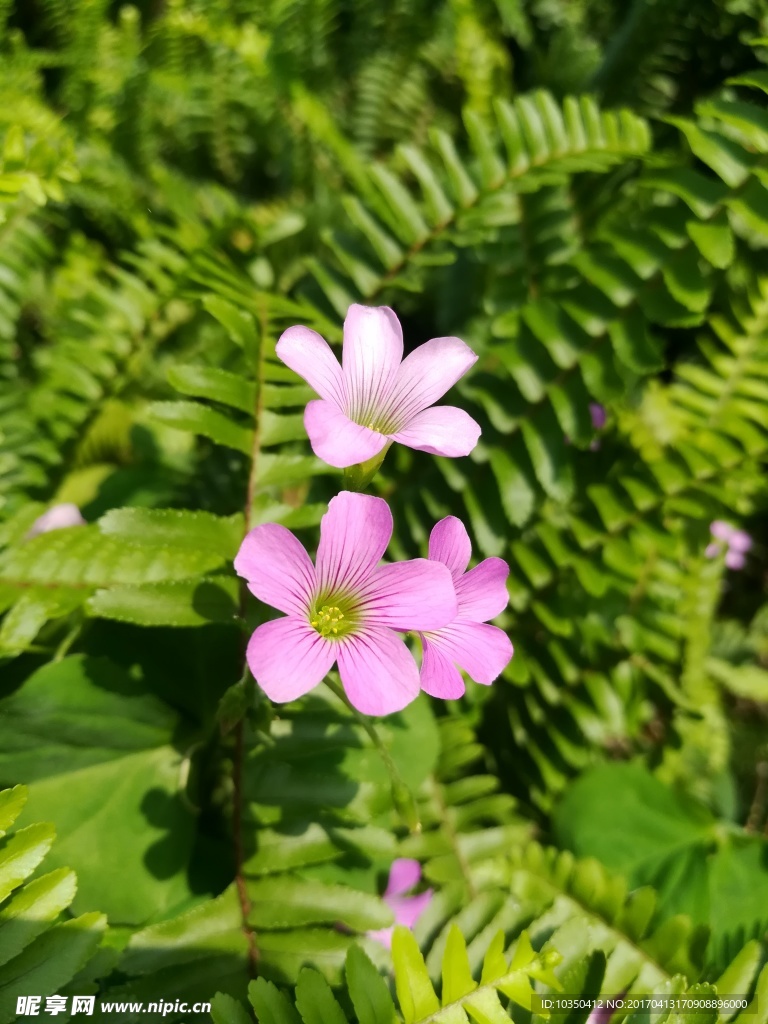 花