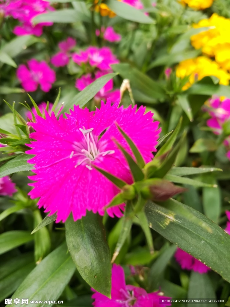 花