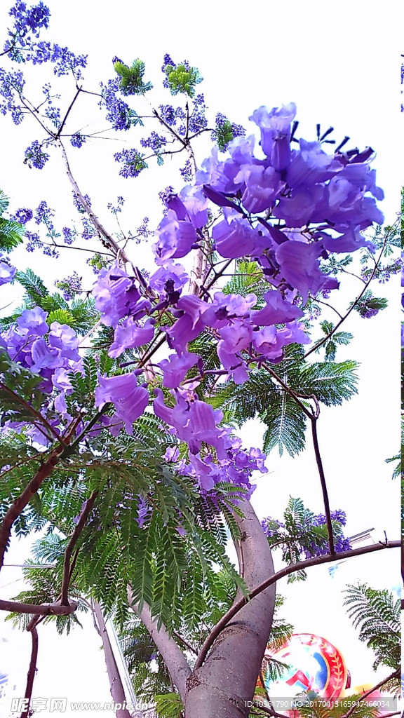 藍(lán)花櫻
