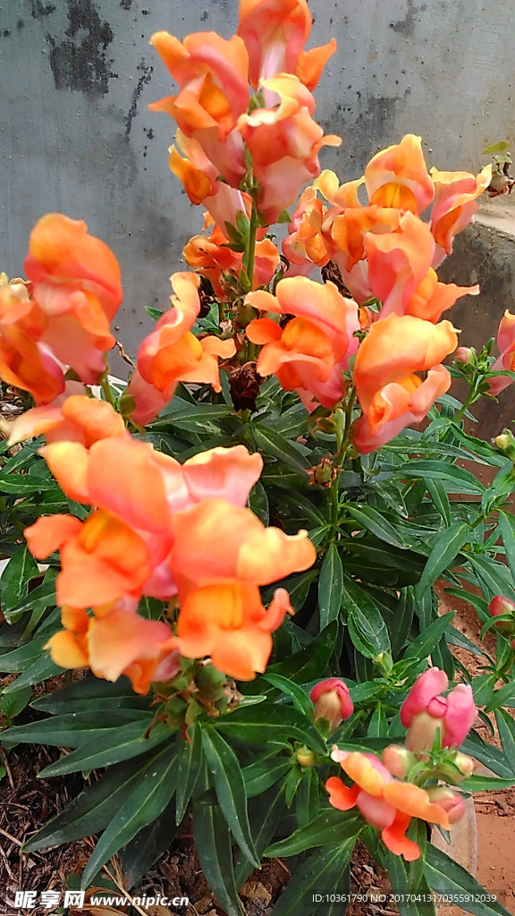 金魚花