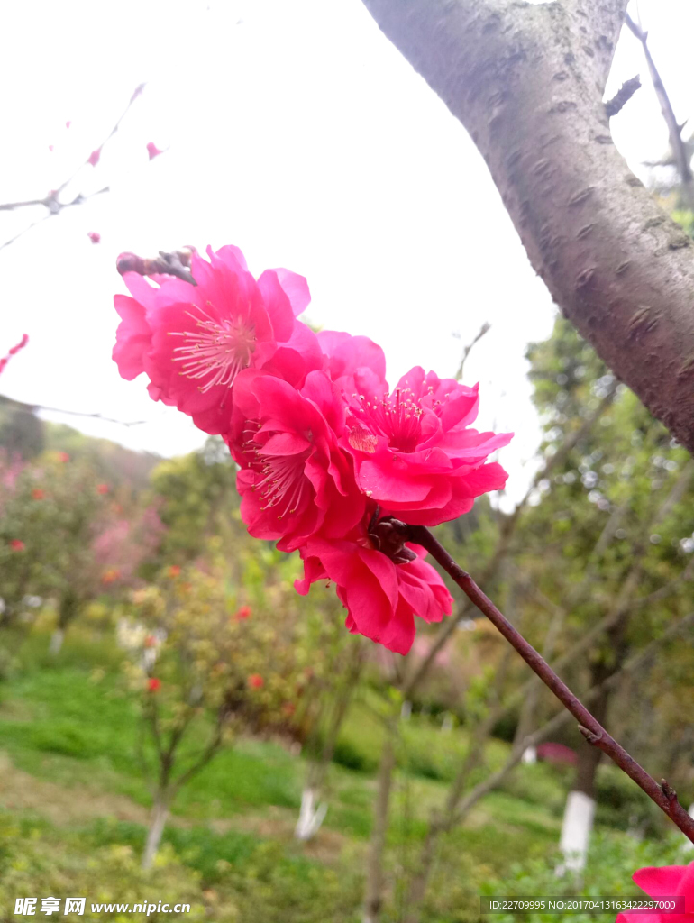花