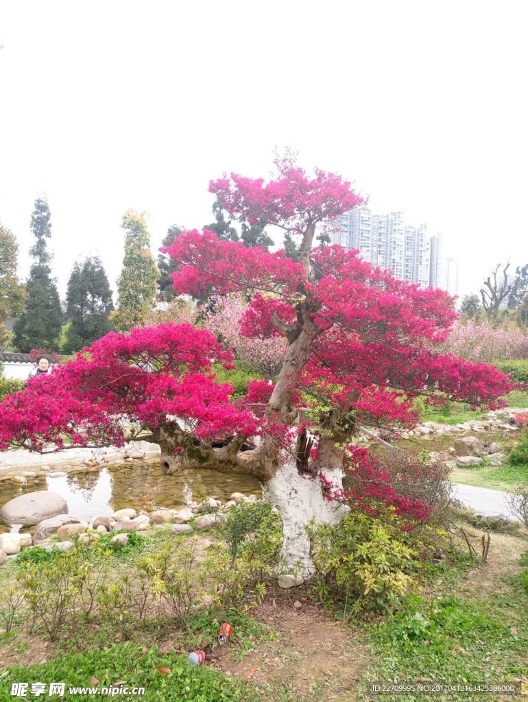 桃花