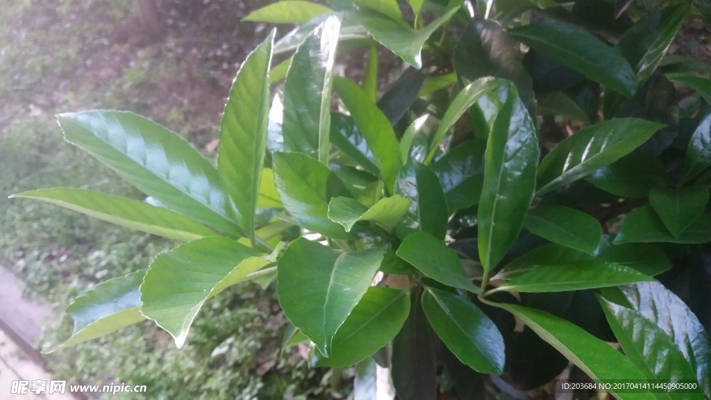 植物