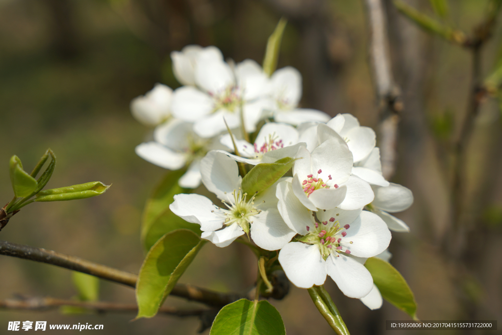 春天 白色的梨花