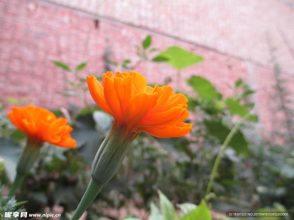 萬壽菊 臭芙蓉