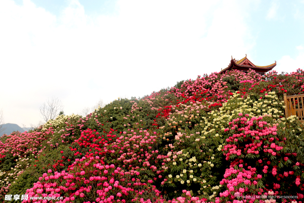 百里杜鵑