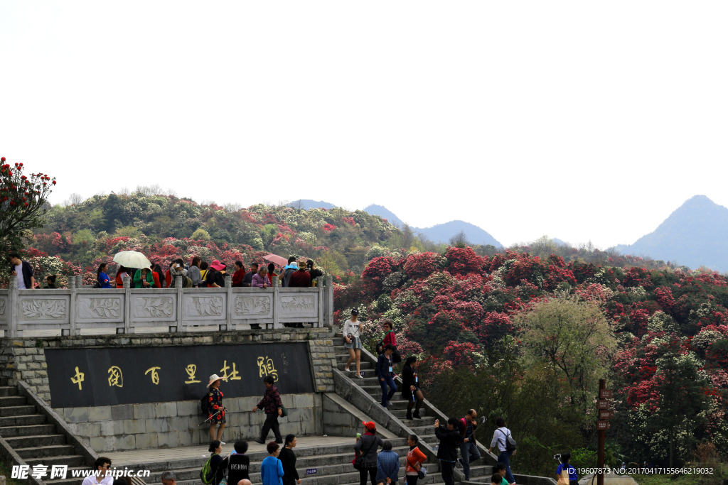 百里杜鵑