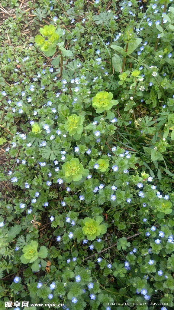 蘭花草