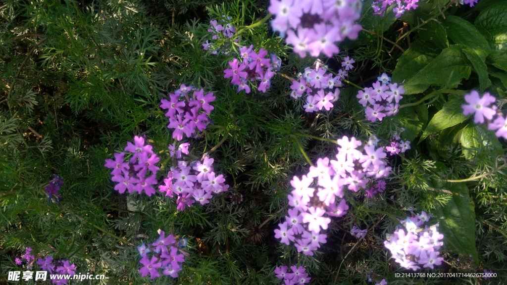 蘭花草