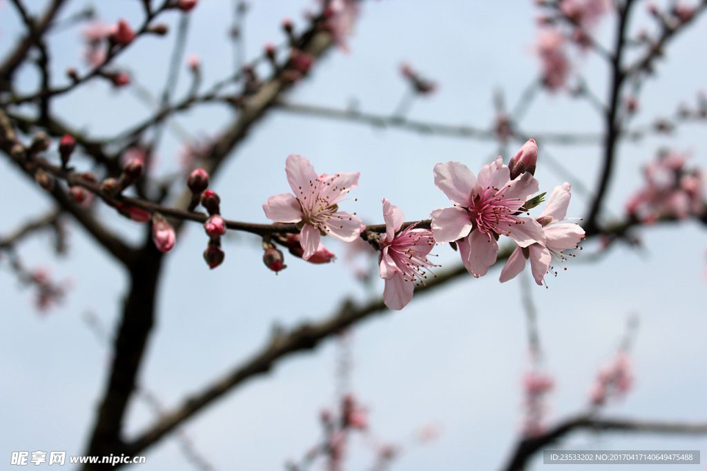 一枝桃花