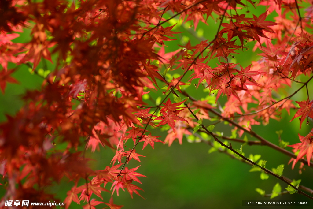 紅楓
