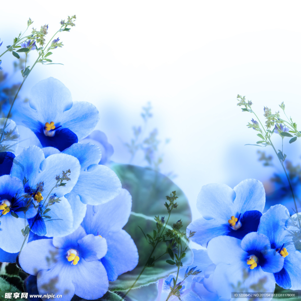 藍色花朵