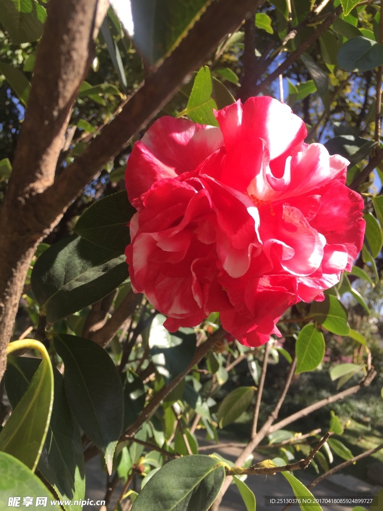 茶花