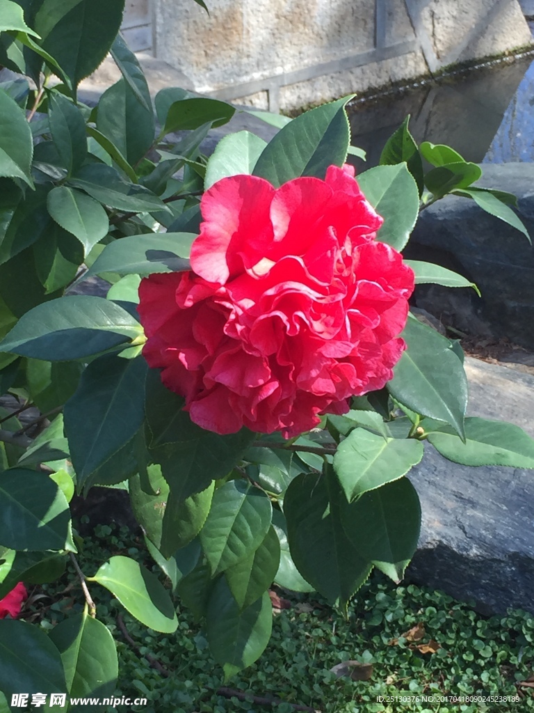 茶花