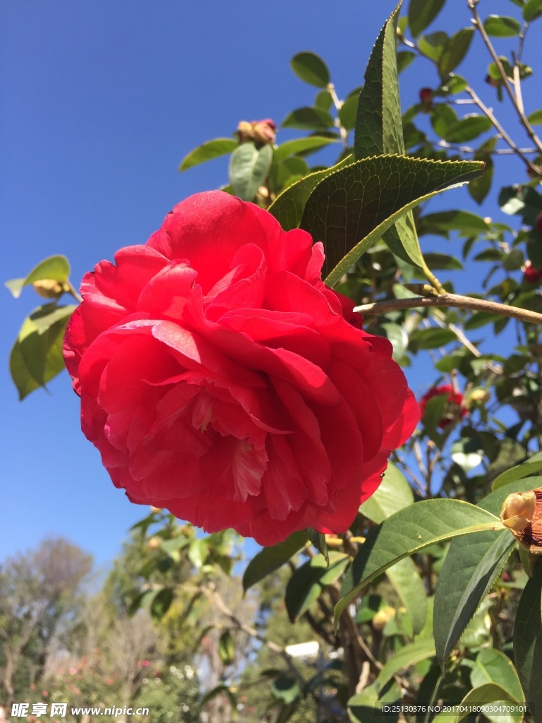 茶花