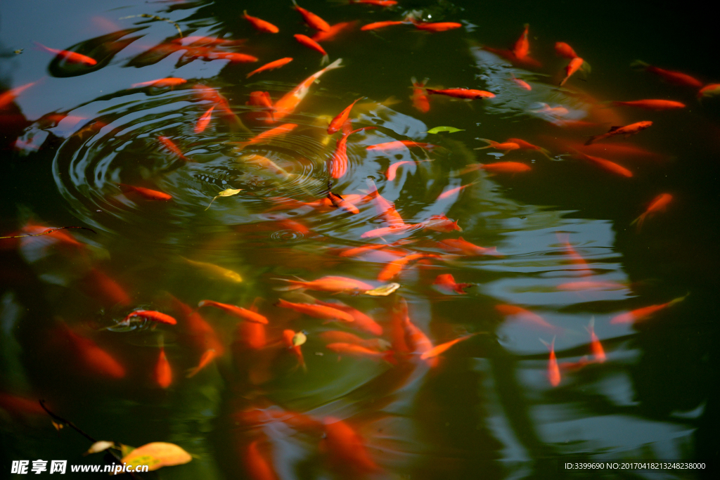 觀賞魚