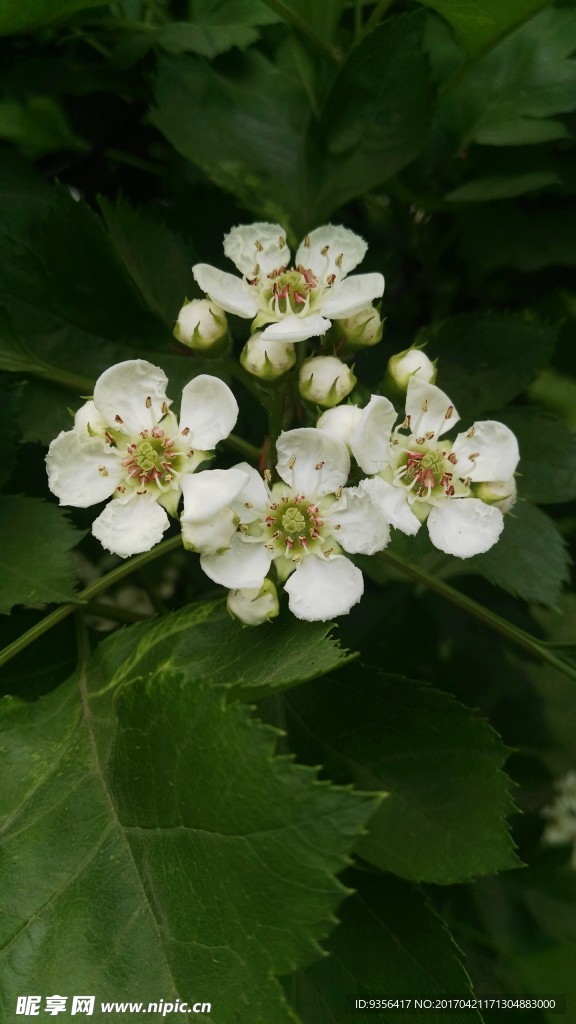 山楂花