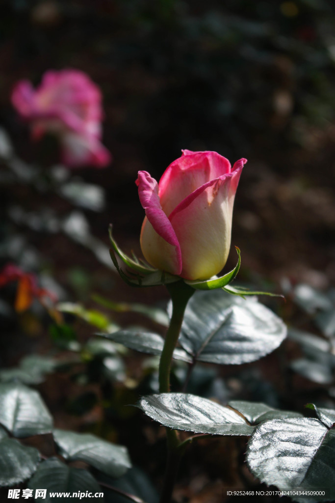 玫瑰花蕾
