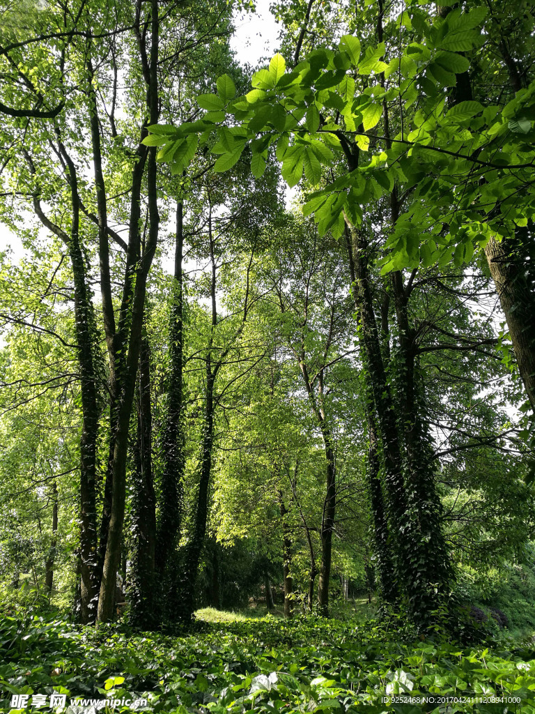 公園森林
