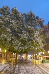 初雪的树木