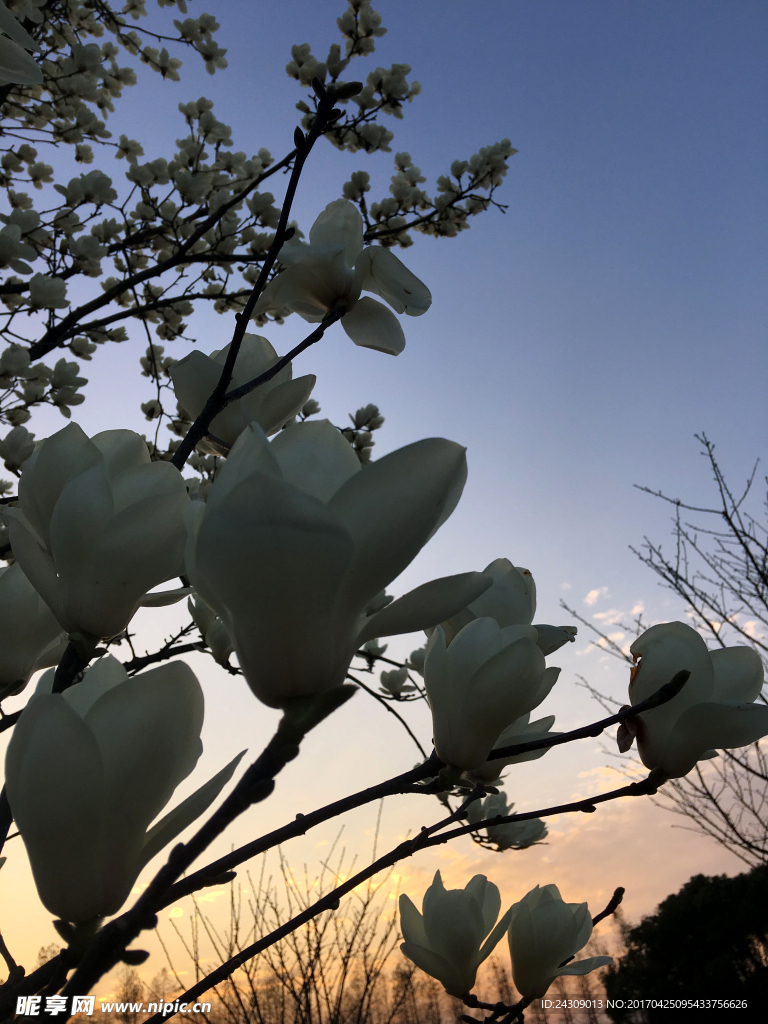 夕陽下的花