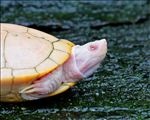白化草龟 草龟