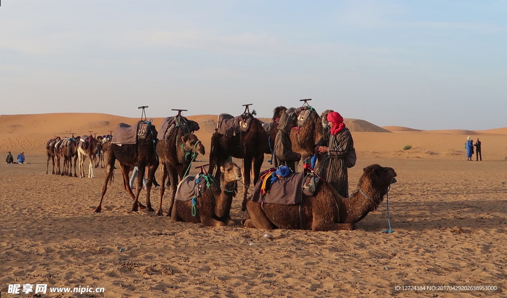撒哈拉沙漠的驼队