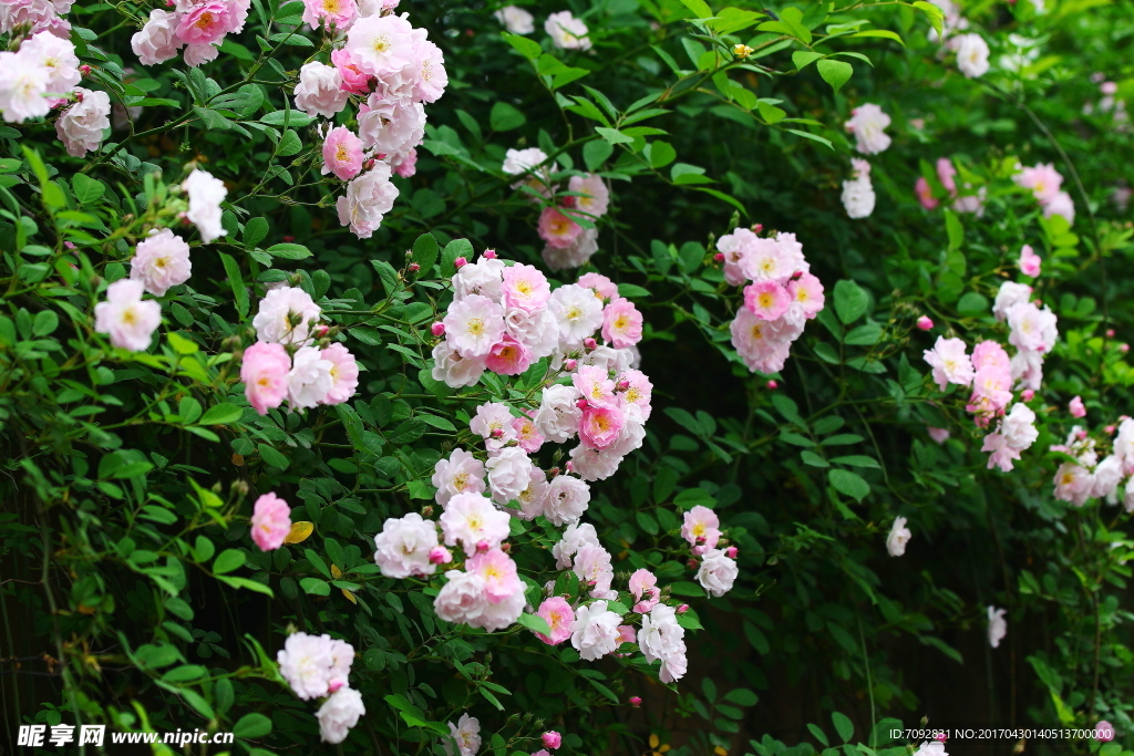 薔薇