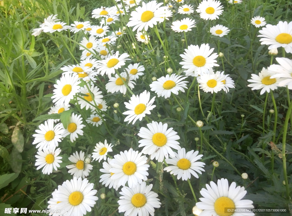 小雛菊