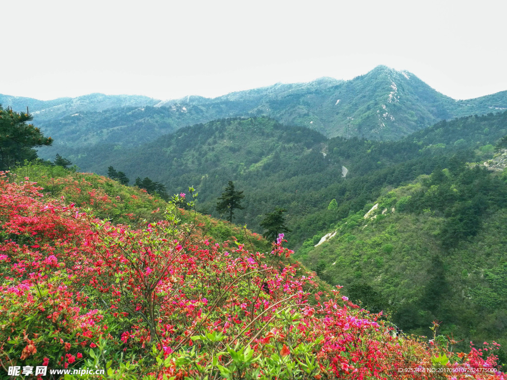 映山紅