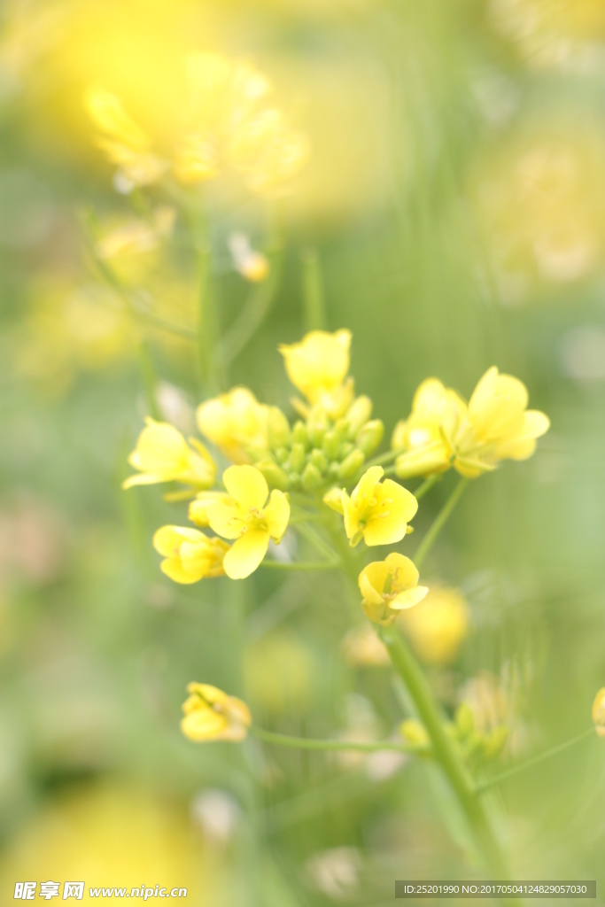 油菜花
