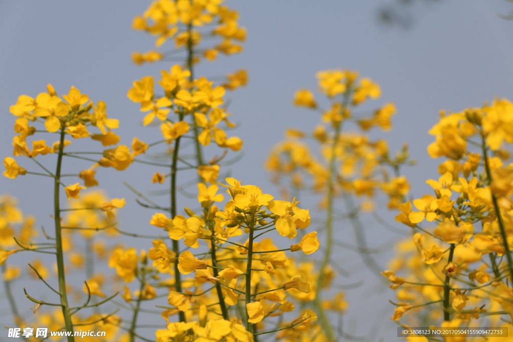 油菜花