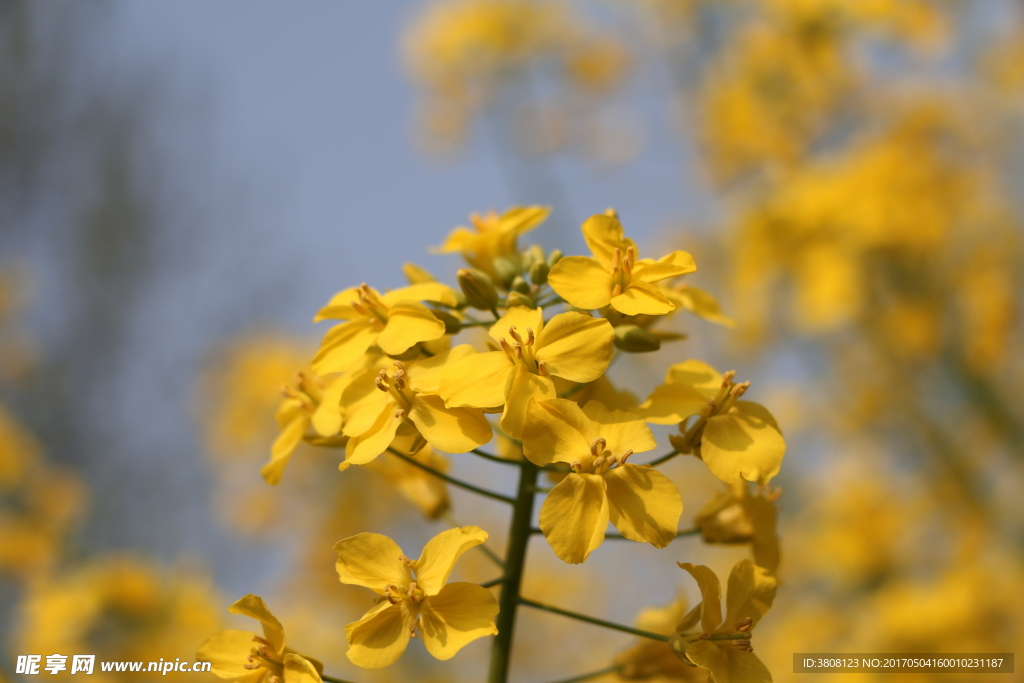黃花 菜花