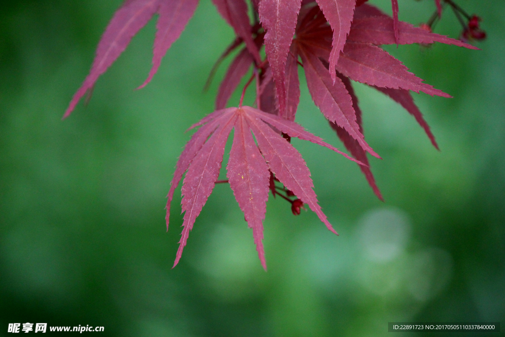 紅楓葉