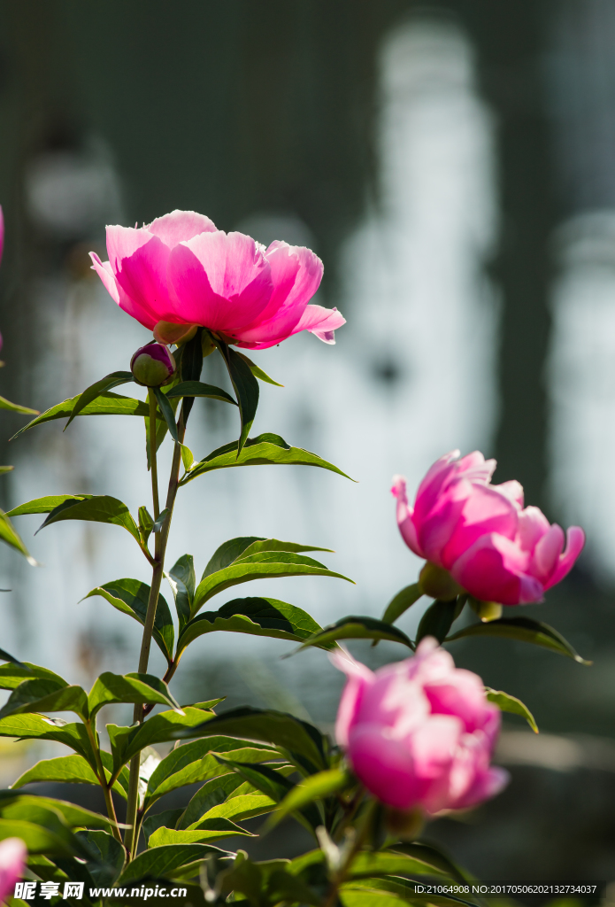 芍藥花