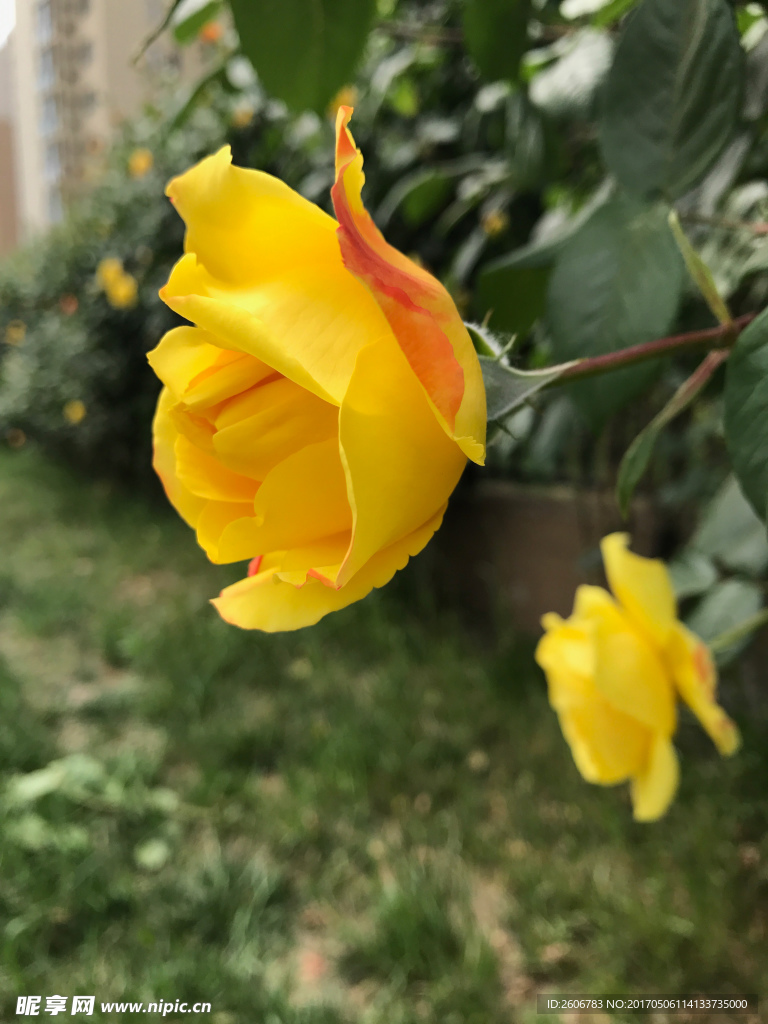 大月季花