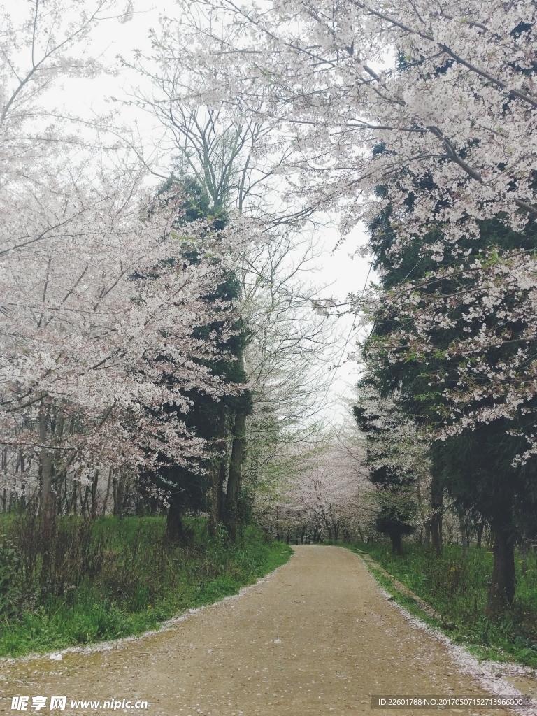 樱花摄影