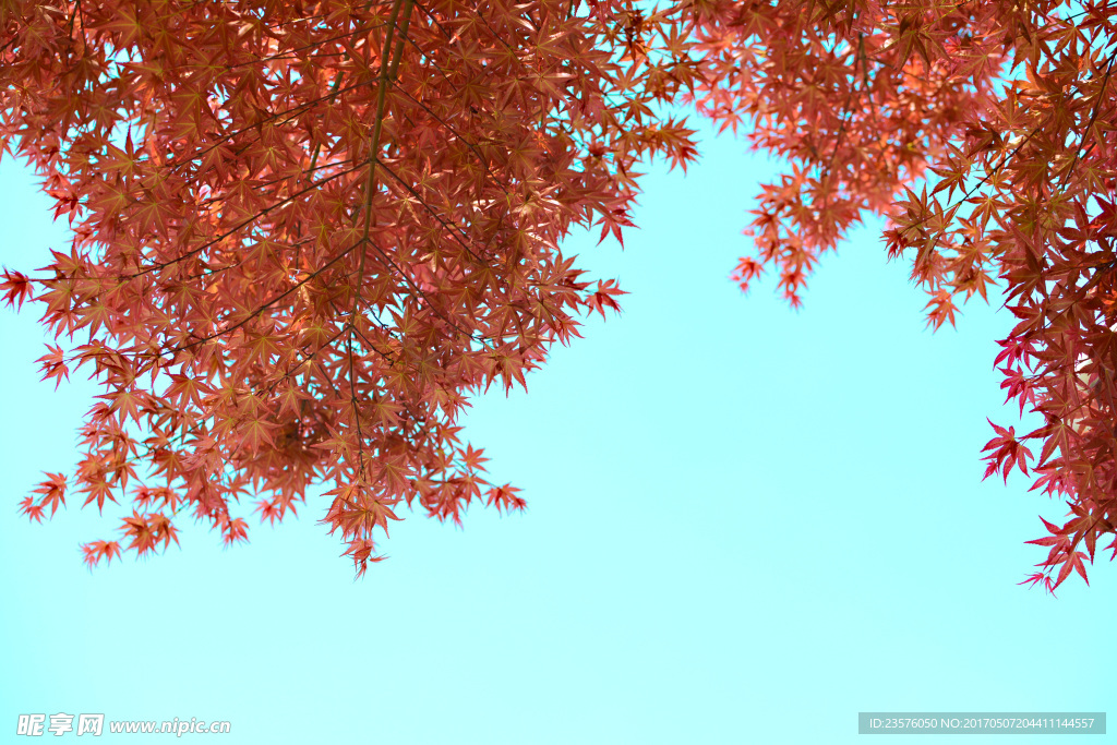 紅葉樹