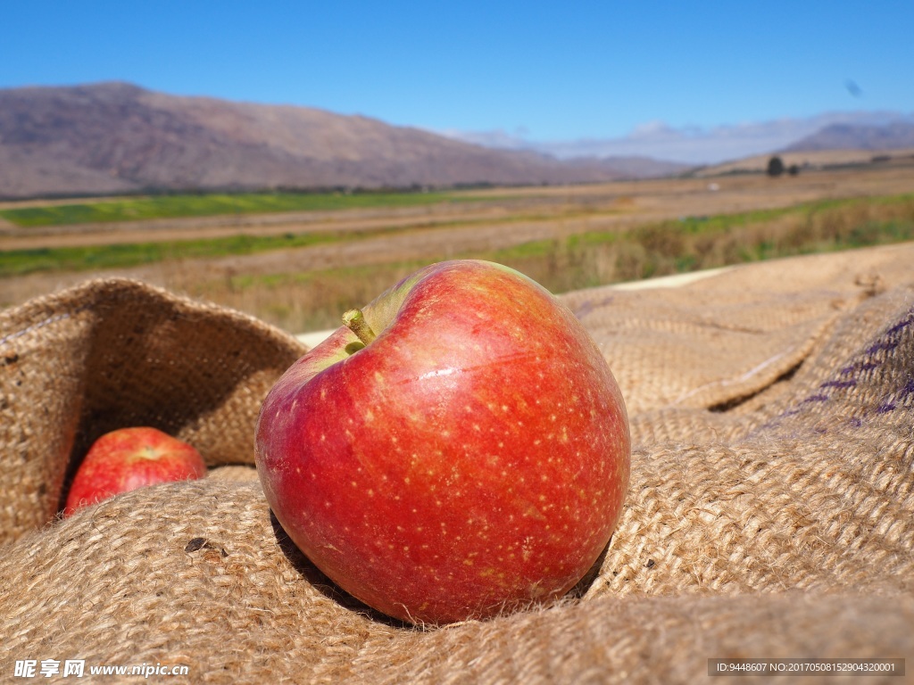 新鲜红苹果高清摄影图片