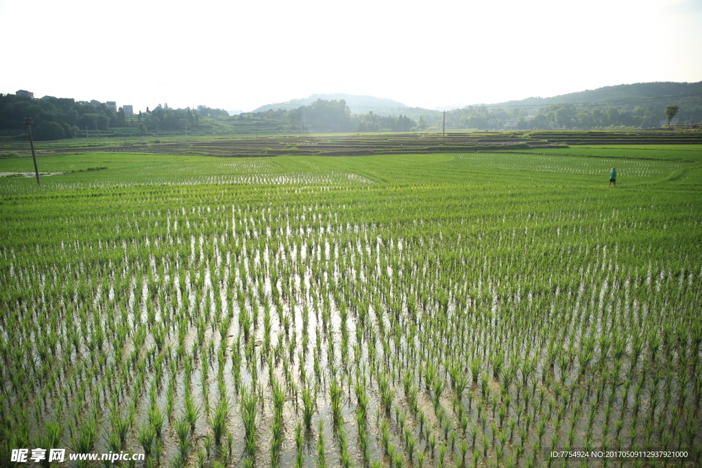 山水稻田