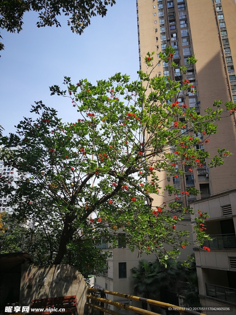 綠樹紅花