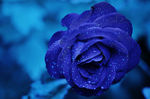 蓝色冷艳水珠玫瑰