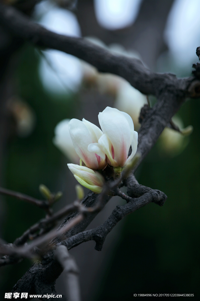 白玉兰花开