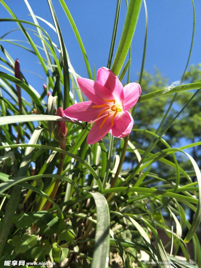 韭蘭花