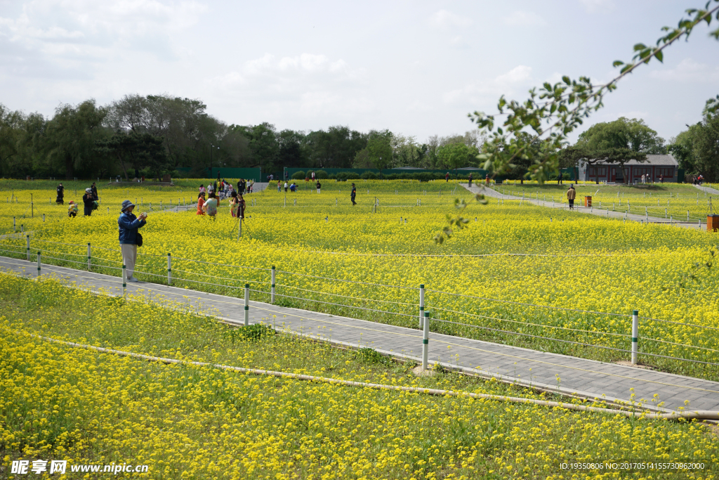 公園 油菜花海 游人