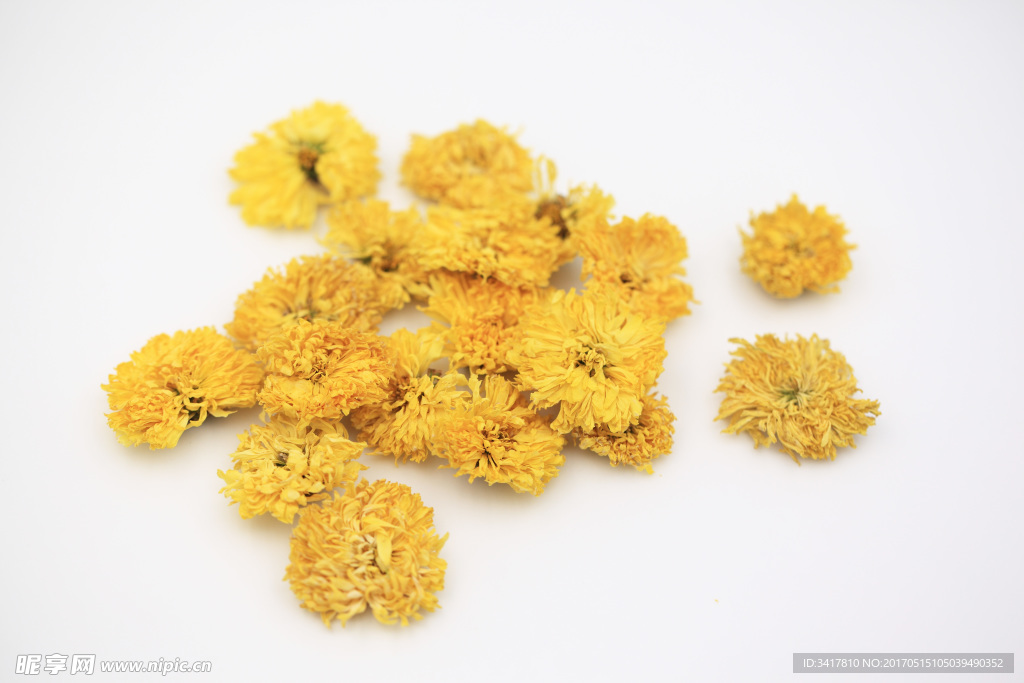 皇菊