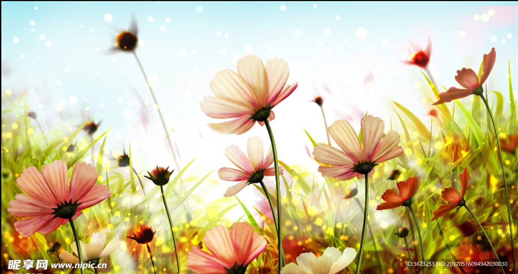 唯美格桑花春暖花開(kāi)