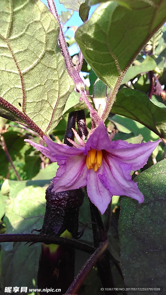 茄子花